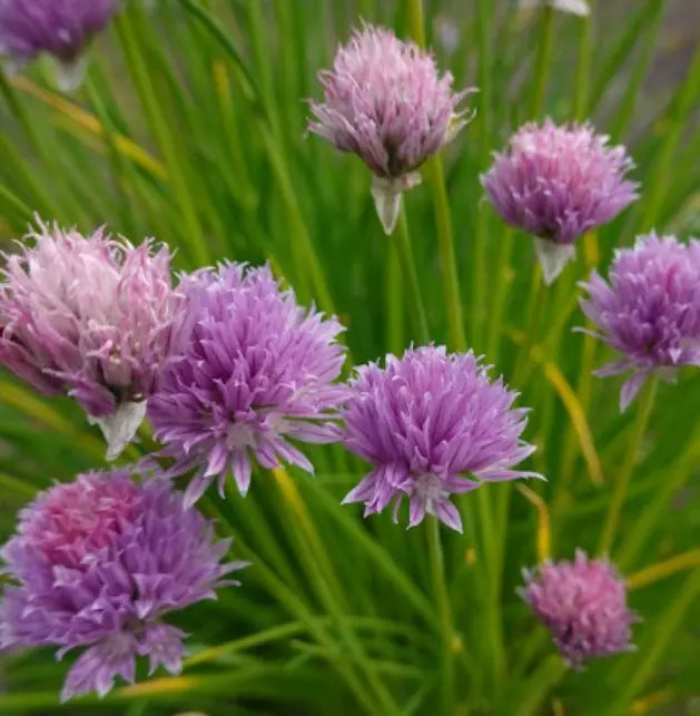 Chives Seeds - 500 Non-GMO Culinary Herb Seeds - Allium schoenoprasum for Herb Garden & Salad Flavor