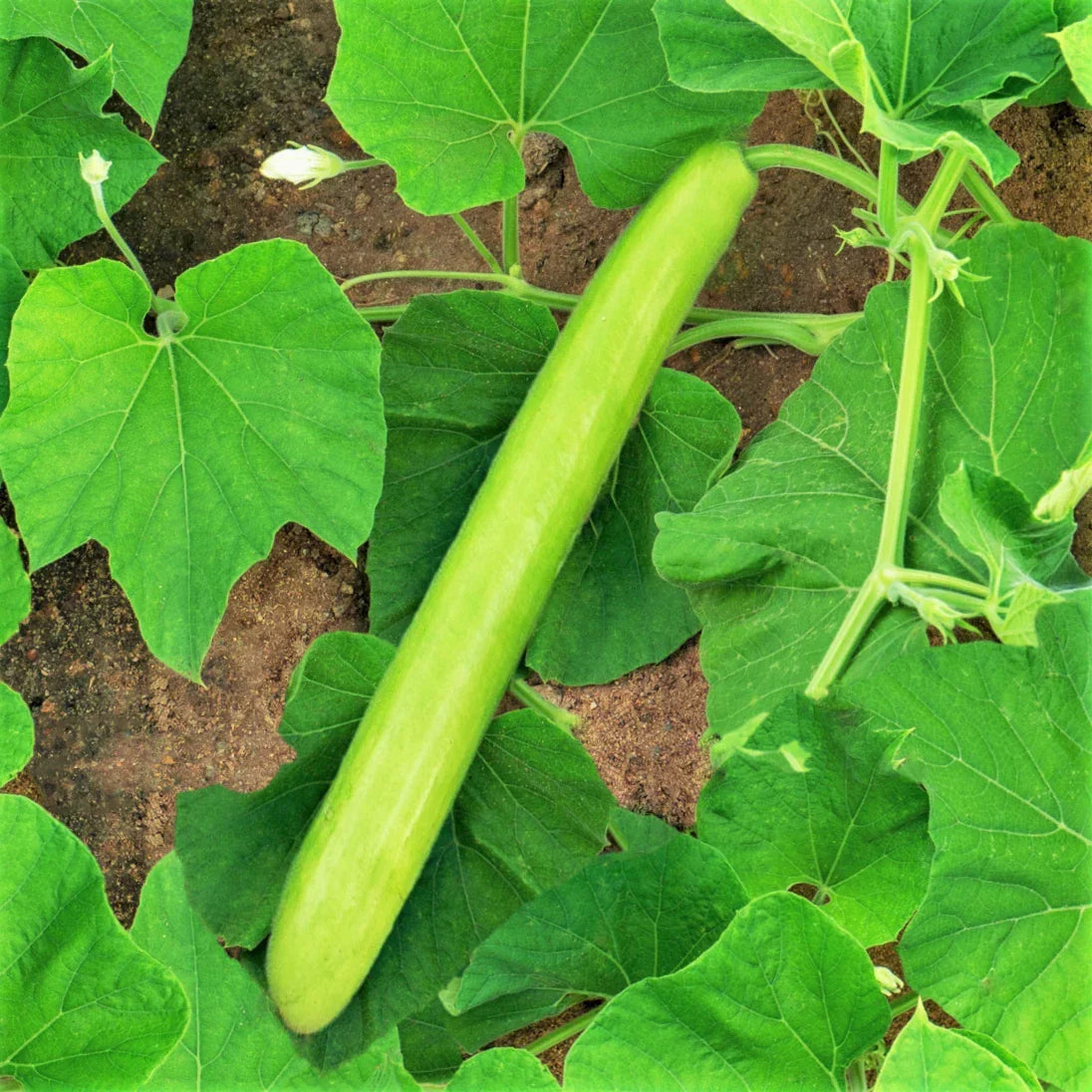 Big Green Sausage Gourd Seeds – Lagenaria Siceraria Upo, Heirloom Vegetable Seeds for 2025, Long Green Bottle Gourd, Vining Plant