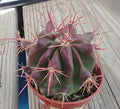 Red Spine Barrel Cactus - 60mm Potted Ferocactus pilosus 'Stainesii' - Drought Tolerant Succulent for Indoor & Outdoor Gardens