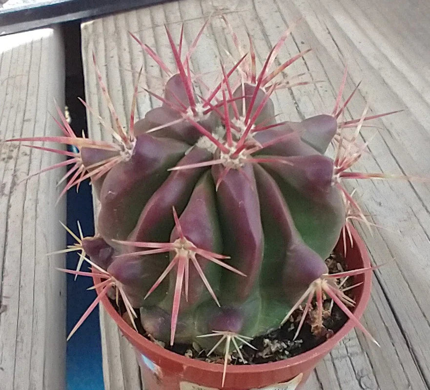 Red Spine Barrel Cactus - 60mm Potted Ferocactus pilosus 'Stainesii' - Drought Tolerant Succulent for Indoor & Outdoor Gardens
