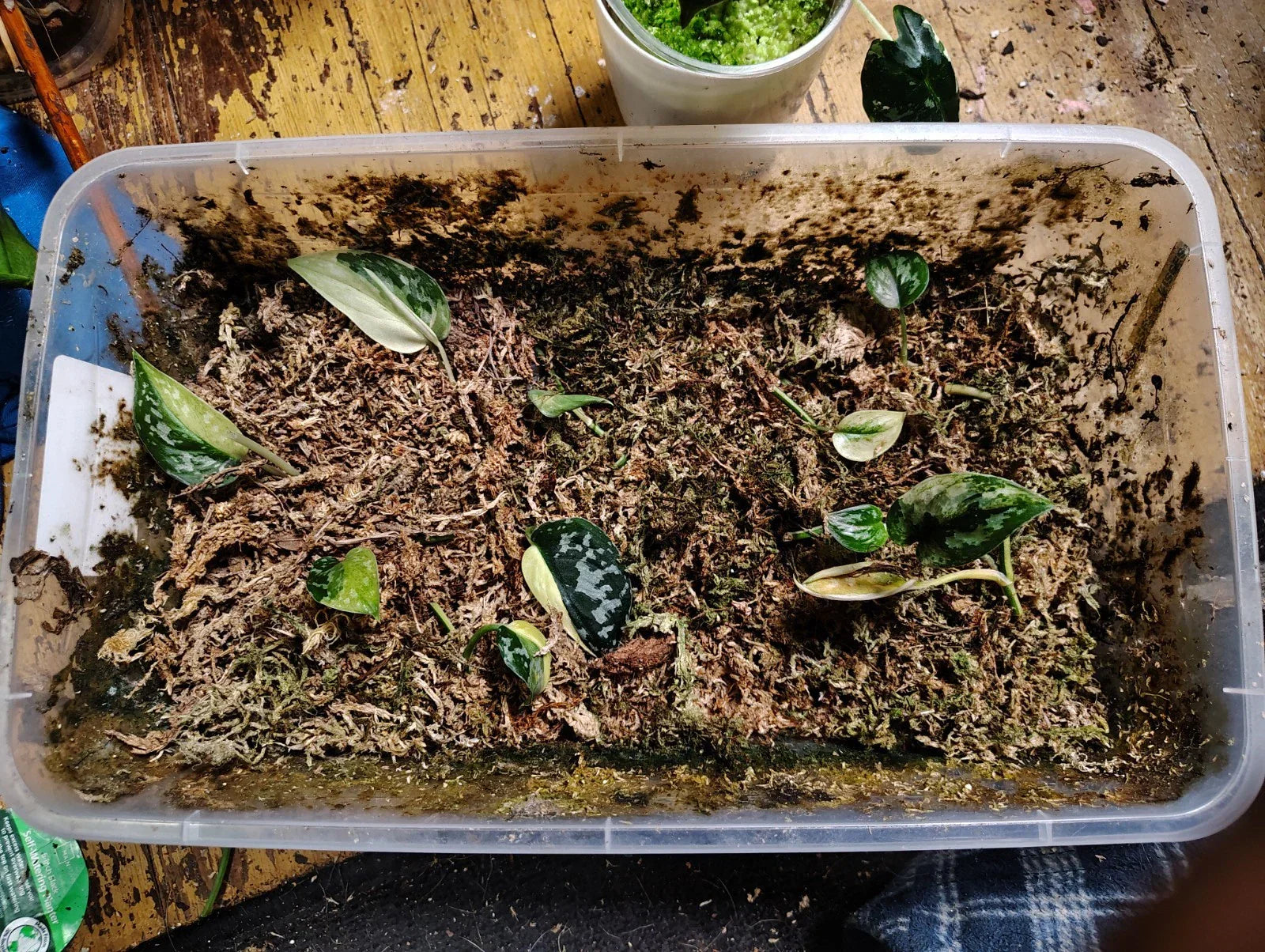 Variegated Scindapsus Mayari Cuttings - Indoor Plant Propagation - Unique Leaf Patterns - Scindapsus aureus 'Mayari'