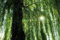 Weeping Willow Tree Live Plant – Fast-Growing Salix babylonica with Arching Canopy for Garden Landscaping