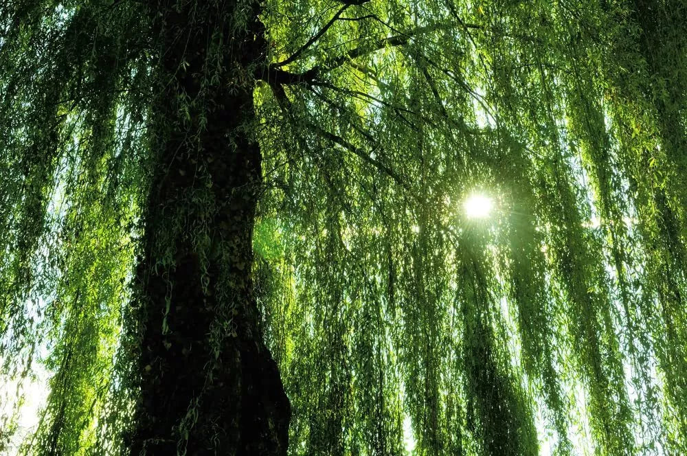 Weeping Willow Tree Live Plant – Fast-Growing Salix babylonica with Arching Canopy for Garden Landscaping