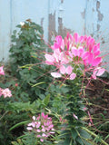 Light Pink Spider Seeds - 100 Count - Clome Spinosa Perennial for Bees and Pollinators