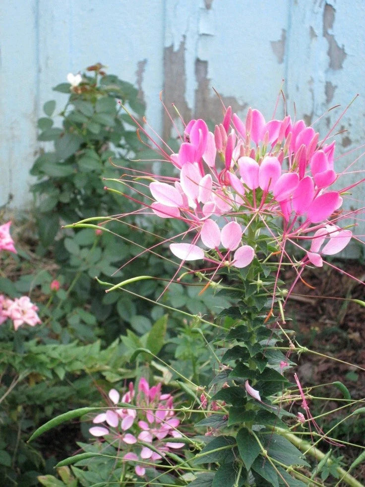 Light Pink Spider Seeds - 100 Count - Clome Spinosa Perennial for Bees and Pollinators
