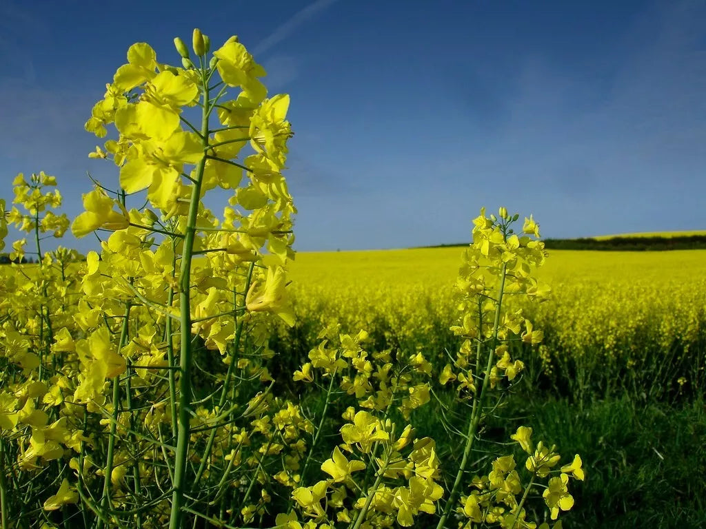 Organic Canola Rapeseed Seeds - Brassica napus - 20+ Seeds for Planting, Non-GMO, Heirloom, Cover Crop, Attracts Pollinators