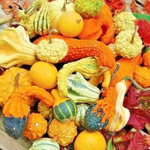 Mixed Gourds Seeds - 30+ Hard Shell Variety for Autumn Crafts & Decorations - Lagenaria siceraria