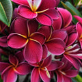 Maroon Plumeria Seeds - 5 Perennial Hawaiian Flower Plants - Plumeria rubra - Tropical Garden, Fragrant, Easy to Grow