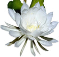 Rooted Live Epiphyllum Oxpetalum Queen of the Night Orchid Plant with White Fragrant Night-Blooming Flowers