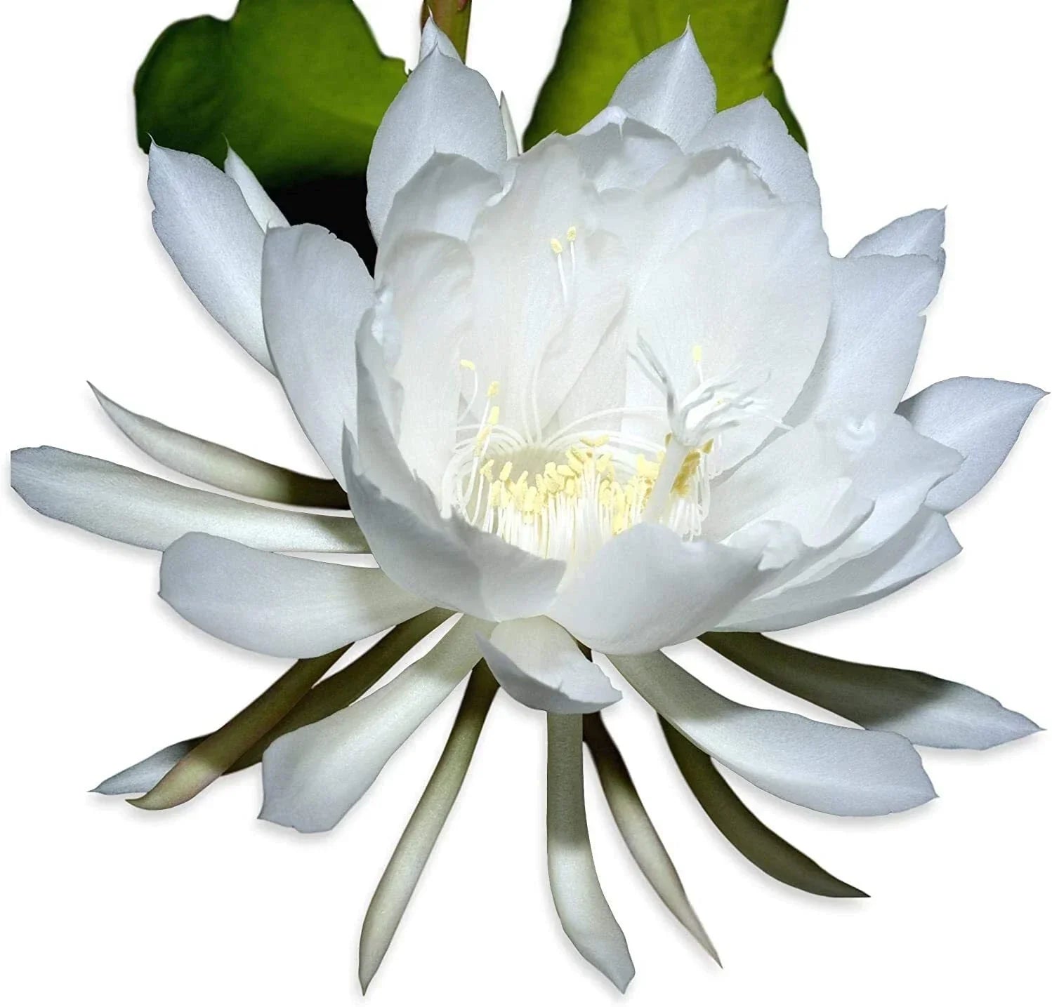 Rooted Live Epiphyllum Oxpetalum Queen of the Night Orchid Plant with White Fragrant Night-Blooming Flowers