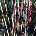 Purple Bamboo Seeds - Clumping Phyllostachys nigra for Privacy Screen, Garden Shade, 50 Seeds