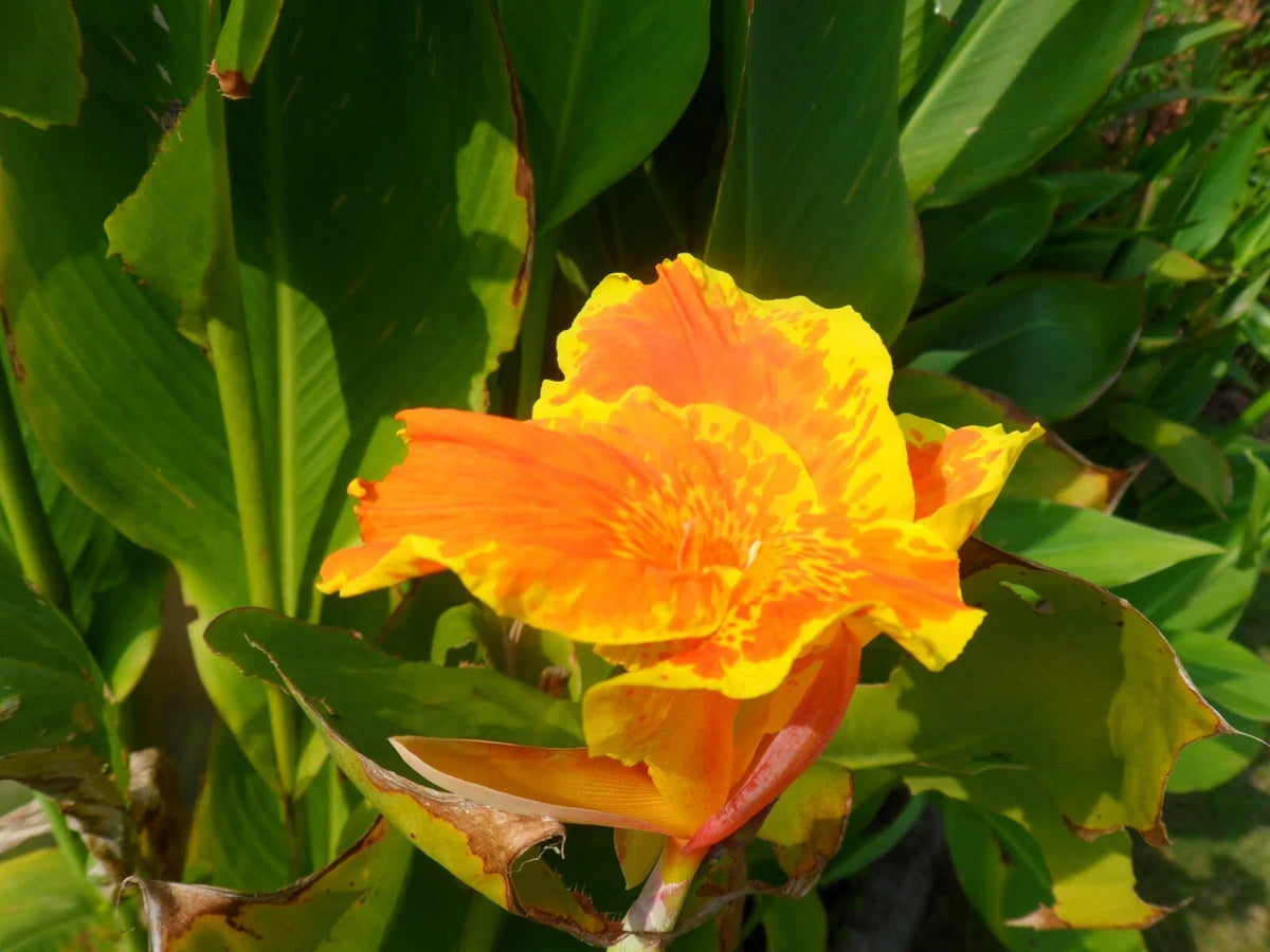 Canna Lily Rhizome Florence Vaughan - Tropical Flowering Plant, Canna indica, Red and Yellow Blooms