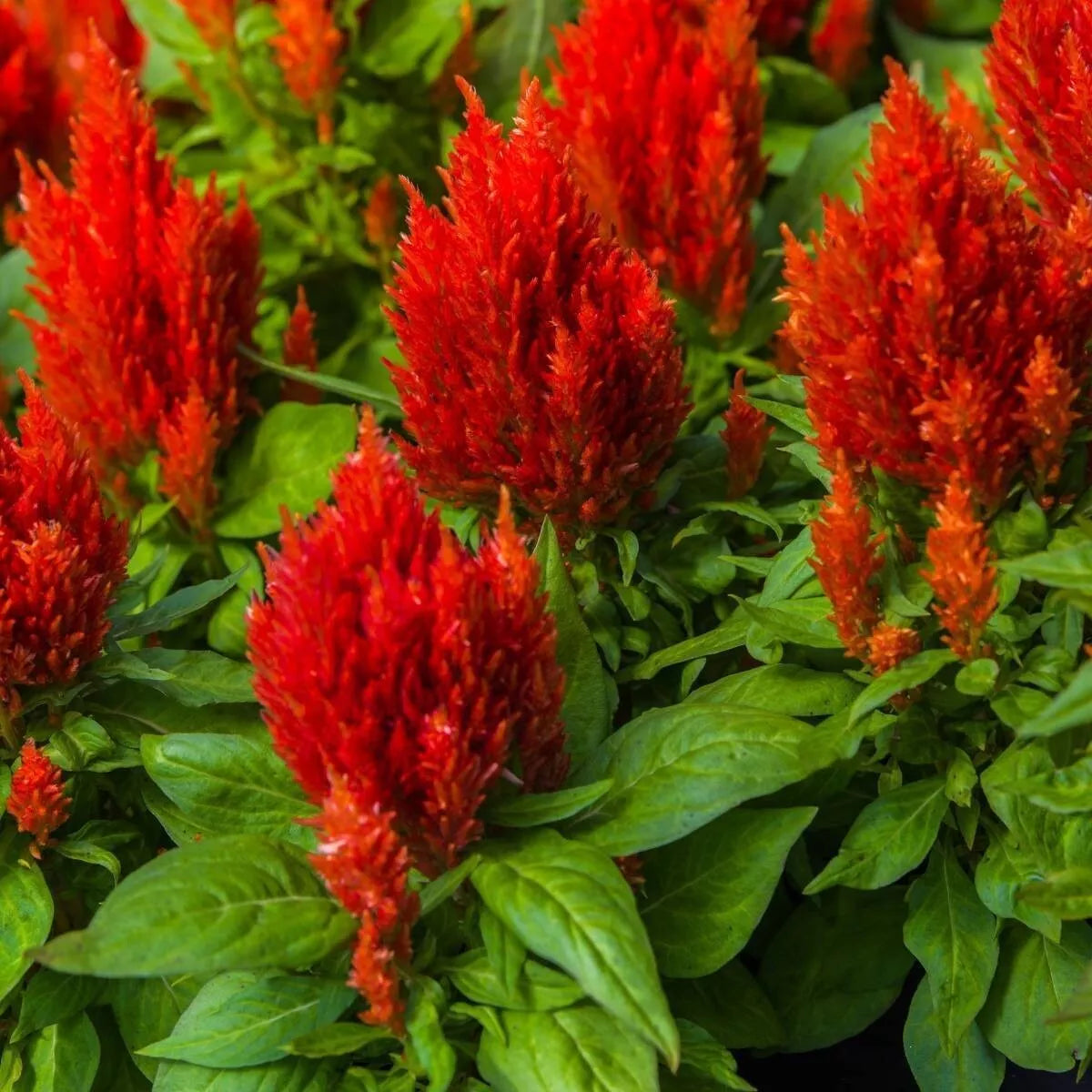 Scarlet Plume Celosia Flower Seeds - Non-GMO, 500+ Seeds, Vibrant Red Annual, Celosia argentea, Garden, Border, Container