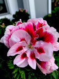 Geranium Live Plant Cuttings Set of 3 – White and Maroon Center Perennial Pelargonium spp.