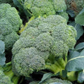 Organic Broccoli Seeds Waltham 29 Heirloom Non-GMO Vegetable Seeds for Home Garden