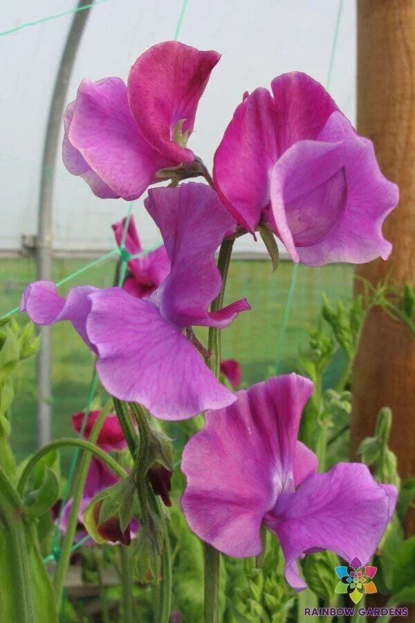 Richard and Judy Sweet Pea Seeds – 50+ Heirloom Lathyrus odoratus for Garden Planting, Climbing Vine, Fragrant Flowers