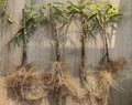 Black Weeping Willow Cuttings - Salix Nigra Rooted Trees for Bonsai & Water Gardens, Fast-Growing, Hardy, Cascading Branches