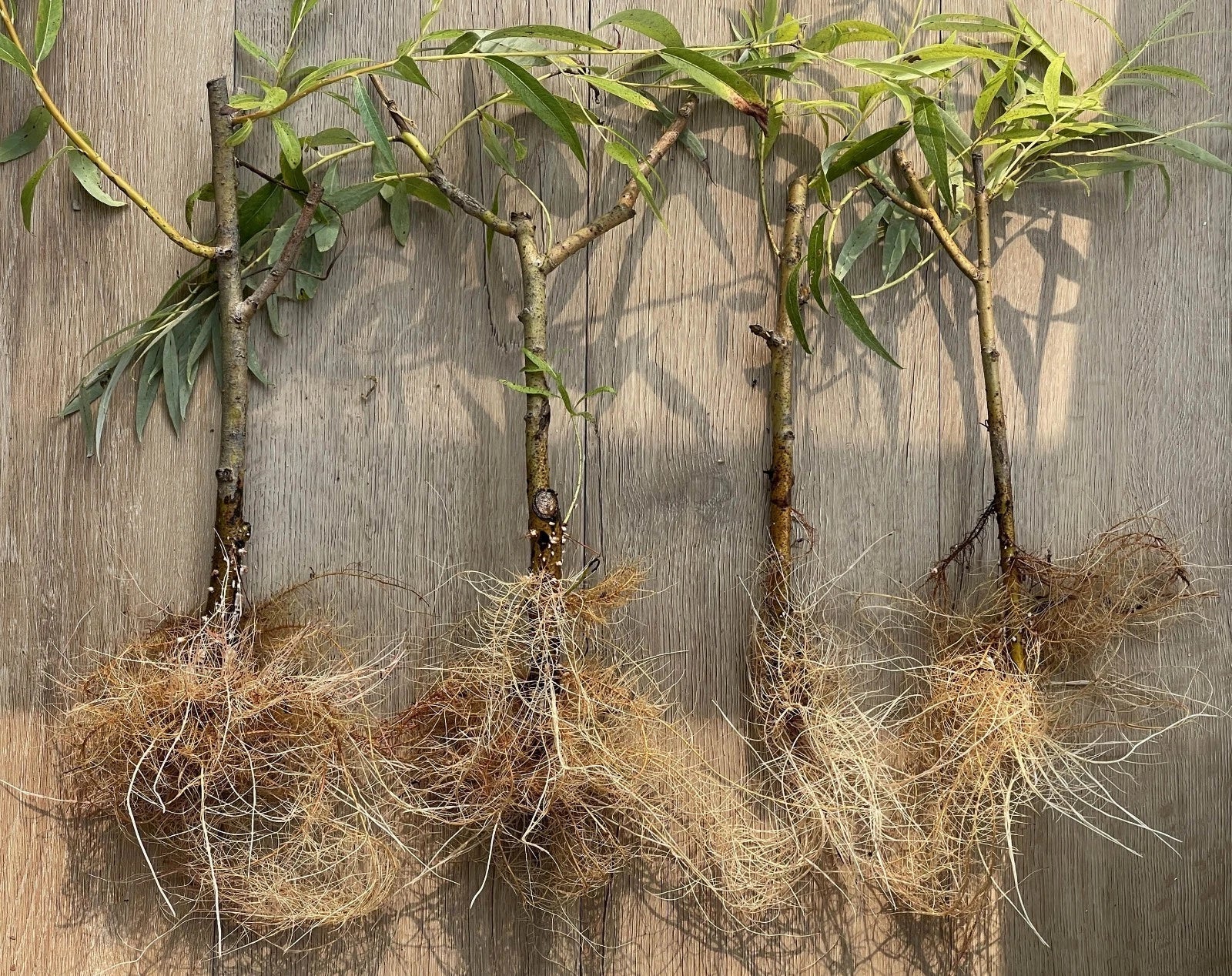 Black Weeping Willow Cuttings - Salix Nigra Rooted Trees for Bonsai & Water Gardens, Fast-Growing, Hardy, Cascading Branches