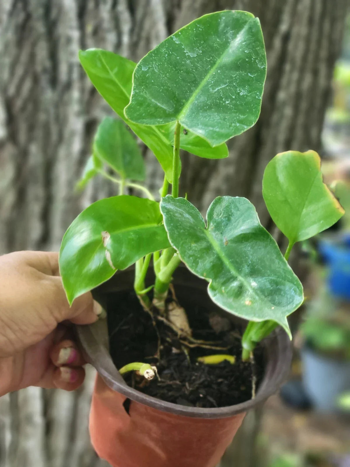 Burle Marx Philodendron Bare Root Plant - Tropical Green Foliage - Philodendron 'Burle Marx' Indoor Houseplant