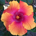 Hibiscus Seeds - Perennial Orange Pink Flower Seeds - Hibiscus rosa-sinensis - 20 Pack for Garden, Container, Butterfly & Hummingbird Attraction
