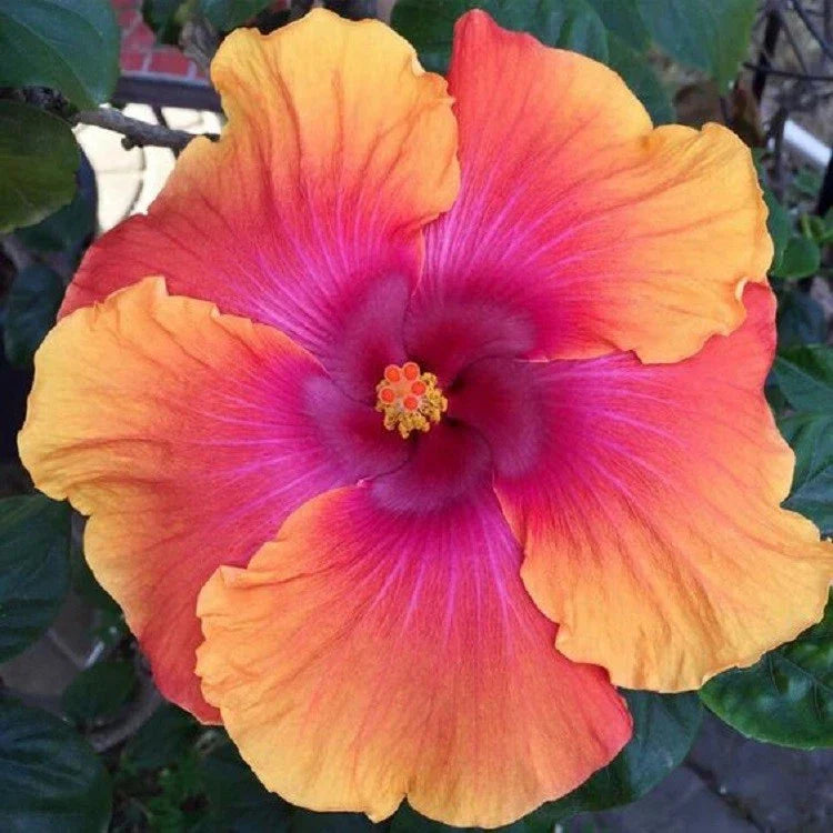 Hibiscus Seeds - Perennial Orange Pink Flower Seeds - Hibiscus rosa-sinensis - 20 Pack for Garden, Container, Butterfly & Hummingbird Attraction
