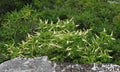 Mountain Pepper Bush Seeds - 30+ Pack Aromatic Clethra acuminata Native Shrub for Garden Pollinator Attracting