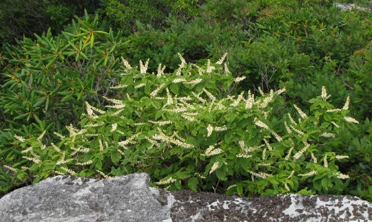 Mountain Pepper Bush Seeds - 30+ Pack Aromatic Clethra acuminata Native Shrub for Garden Pollinator Attracting