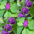American Beautyberry Live Plants 3 Pack - Callicarpa americana Edible Shrubs for Landscaping & Wildlife