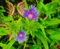 Stokes Aster Bare Root Perennial Plants - Blue/Purple Flowers - 5 Pack