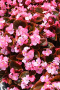 Begonia Seeds - 1000 Count - Cocktail Gin Variety - Begonia x tuberhybrida - Compact, Bushy, Vibrant Blooms