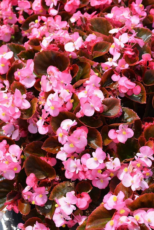 Begonia Seeds - 1000 Count - Cocktail Gin Variety - Begonia x tuberhybrida - Compact, Bushy, Vibrant Blooms