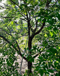 Organic Elm Tree Cuttings 6" Non-Rooted Ulmus Americana for Gardening & Landscaping, USA Grown