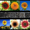 Sunflower Seed Mix 150+ Rare Seeds, Giant Varieties, Multiple Colors, Helianthus annuus
