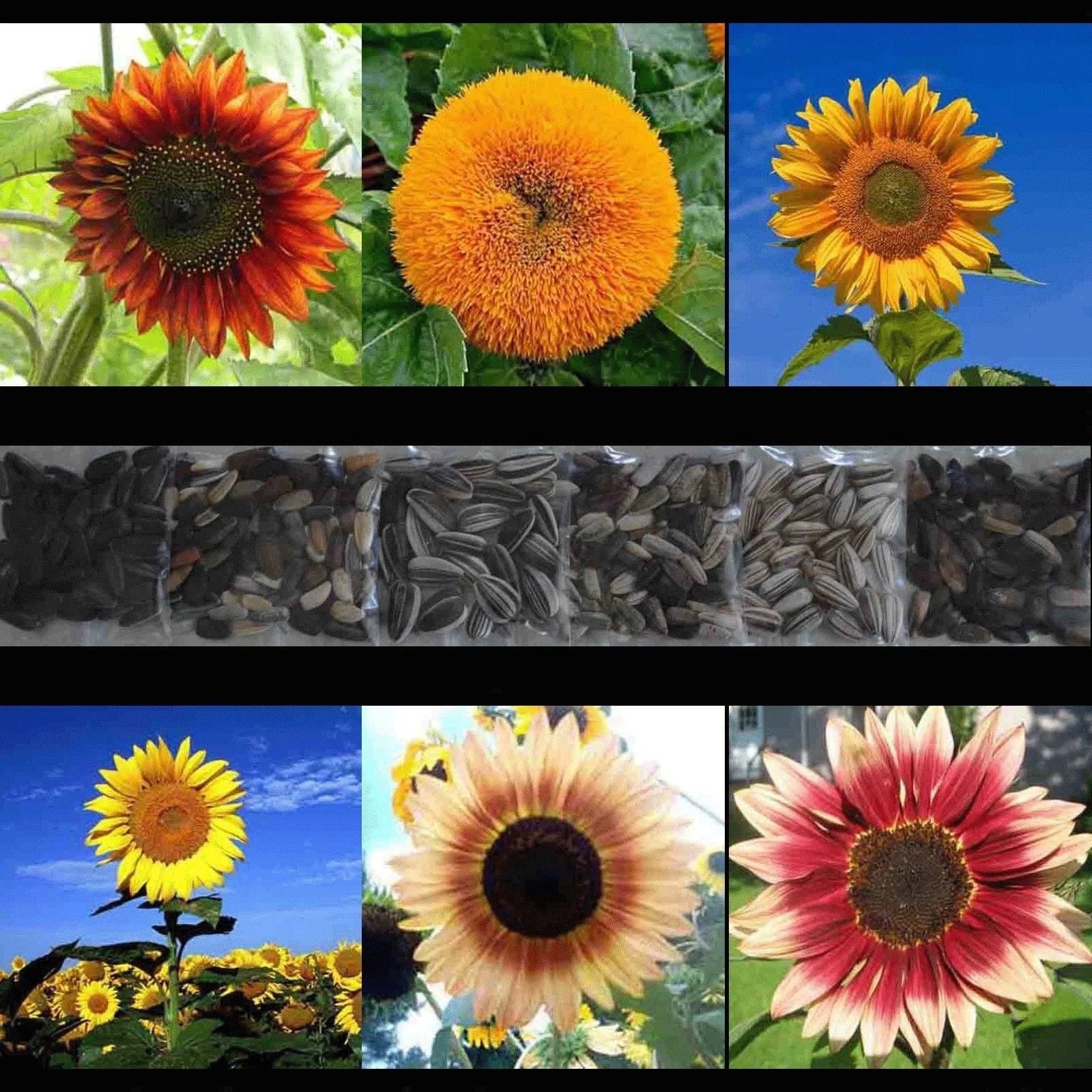 Sunflower Seed Mix 150+ Rare Seeds, Giant Varieties, Multiple Colors, Helianthus annuus