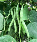 Blue Lake Bush Green Bean Seeds – Non-GMO, 500+ Seeds, Compact Bush, Phaseolus vulgaris, Home Garden, Fast Growing, USA Grown