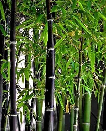 Black Bamboo Seeds - 300+ Pack, Phyllostachys nigra, Exotic Fast-Growing Bamboo Seeds for Garden Privacy & Landscaping