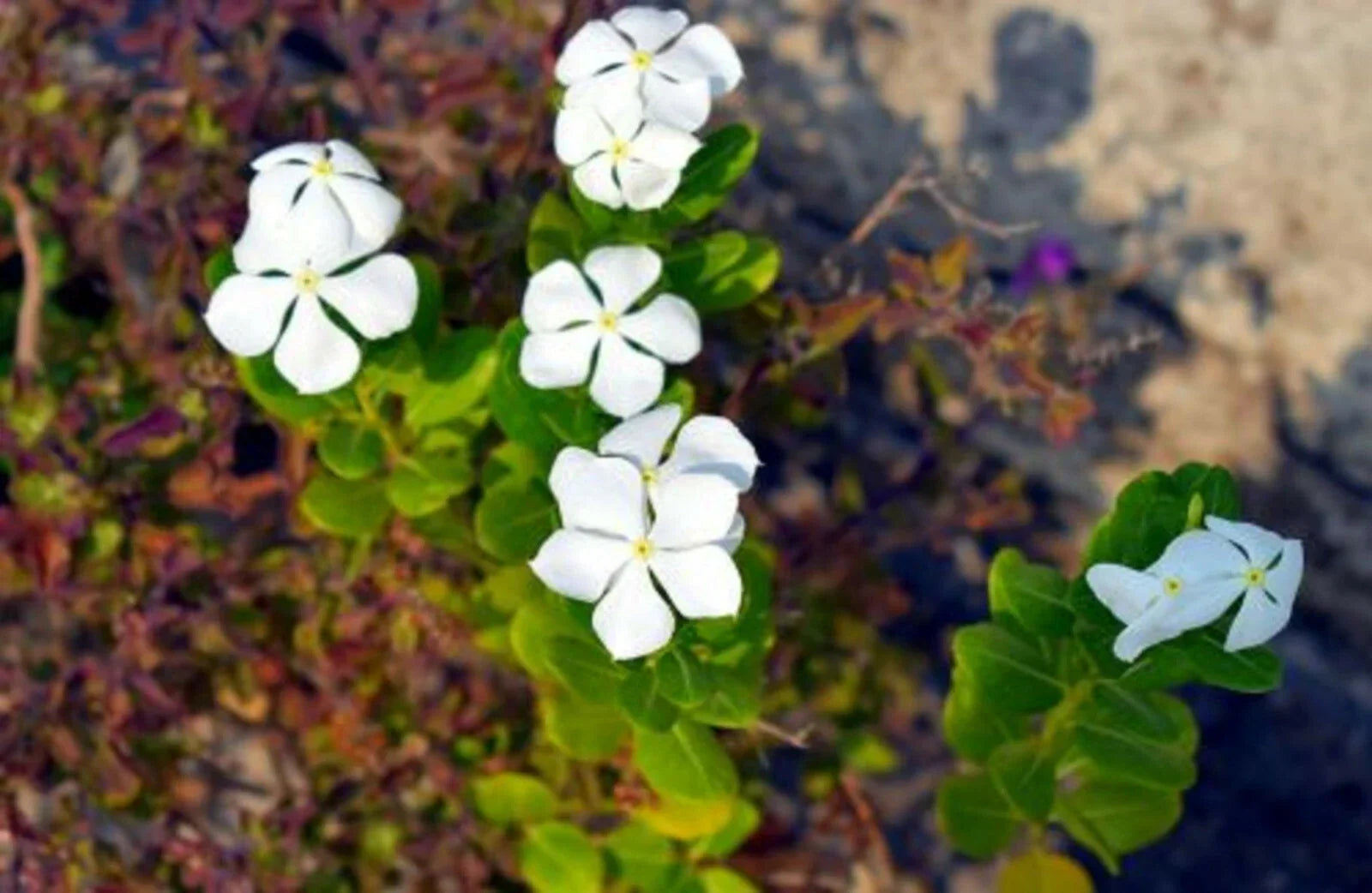Dwarf White Periwinkle Seeds - Vinca minor 'Little Blanche' Ground Cover Flowers - 100+ Seeds for Landscaping and Garden Borders