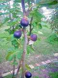 Fig Tree Cuttings 6 pcs Vasilika Black Ficus carica Hardy Easy to Grow for Garden or Container