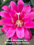 Rooted Epiphyllum Orchid Cactus Plant in 4-Inch Pot, Unique Houseplant, Epiphyllum spp. Indoor Gardening