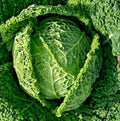 Savoy Cabbage Seeds - Italian Variety for Minestrone Soup - Non-GMO, 500 Seeds - Brassica oleracea var. sabauda