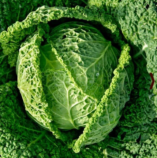 Savoy Cabbage Seeds - Italian Variety for Minestrone Soup - Non-GMO, 500 Seeds - Brassica oleracea var. sabauda