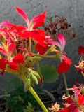 Geranium Pelargonium FIREWORKS 6" Red Unrooted Cuttings - Live Flower Plant
