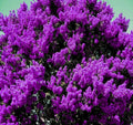 Live Plants - 2 Rooted Dark Purple Crepe Myrtle Bushes Lagerstroemia indica Flowering Shrubs