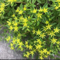 Sedum Cuttings 20 Pack Gold Moss Sedum Sarmentosum Perennial Succulents for Ground Cover, Rock Gardens