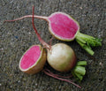 Watermelon Radish Seeds - Heirloom Raphanus sativus for Salad, Garnish & Pickling - Packaged Vegetable Seeds