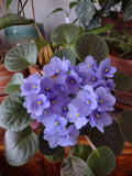 African Violet Cuttings - Optimara Manitoba Standard - 2 Unrooted Leaves for Propagation & Gardening - Saintpaulia ionantha