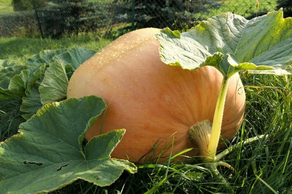 Big Max Pumpkin Seeds - 20 Seeds, Giant Symmetrical Cucurbita maxima, Large Decorative Pumpkins for Gardening