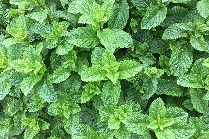 Spearmint Starter Roots 3-6 Inches, Mentha spicata, Perennial Herb for Culinary, Tea & Garnishes, 5 Healthy Roots
