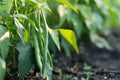 Jade Bush Green Bean Seeds - Stringless Non-GMO Phaseolus vulgaris - Compact Bush Plant for Vegetable Garden