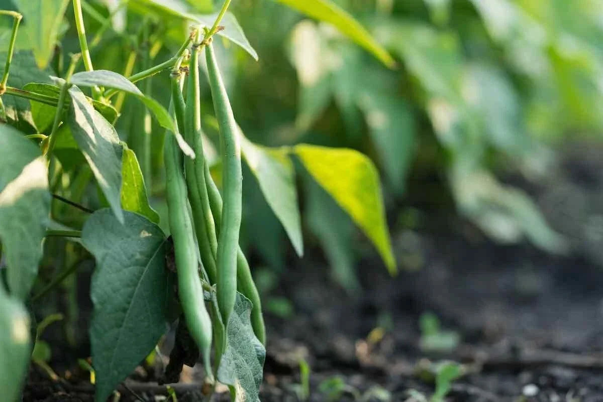 Jade Bush Green Bean Seeds - Stringless Non-GMO Phaseolus vulgaris - Compact Bush Plant for Vegetable Garden
